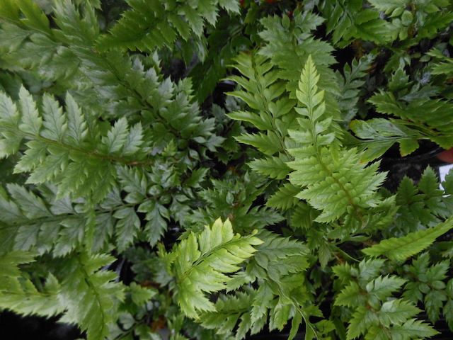 Polystichum neolobatum - Bowdens Nursery