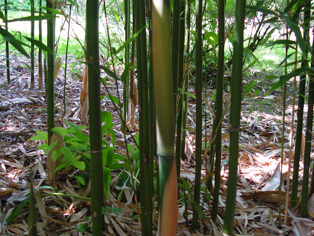 Semiarundinaria fastuosa 'Viridis' - Bowdens Nursery