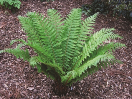 Dryopteris crassirhizoma - Bowdens Nursery